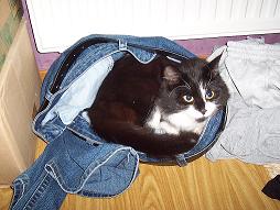 katt